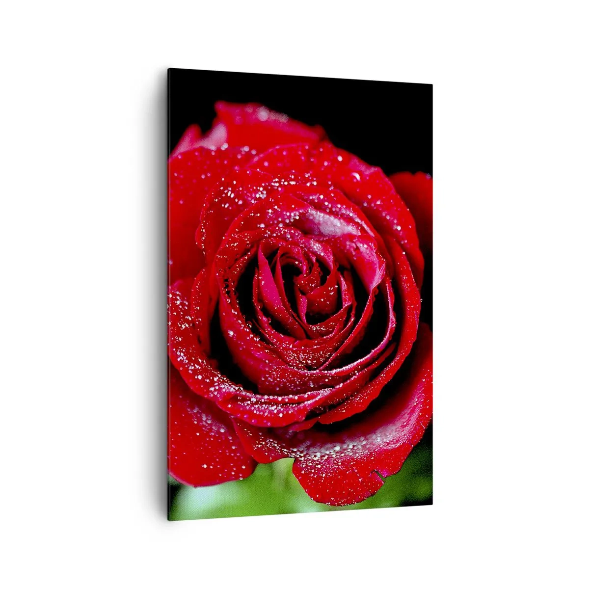 Cuadro sobre lienzo - Impresión de Imagen - Una rosa roja cubierta de gotas de rocío sobre un fondo negro. - 80x120cm - Eso es el amor - Decoración de pared moderna para salón y dormitorio ARTTOR
