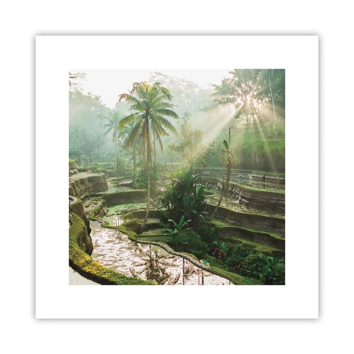 Póster - Crecer bajo el sol - 30x30 cm