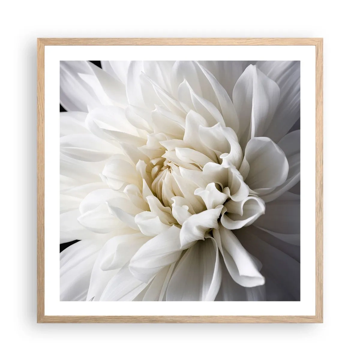 Póster en marco roble claro - La novia de la mañana - 60x60 cm