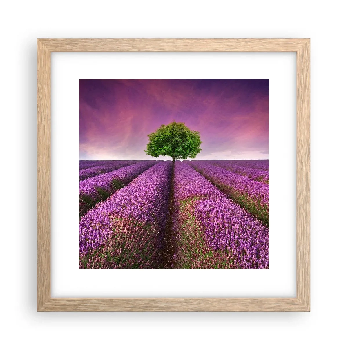 Póster en marco roble claro - En los campos de lavanda - 30x30 cm