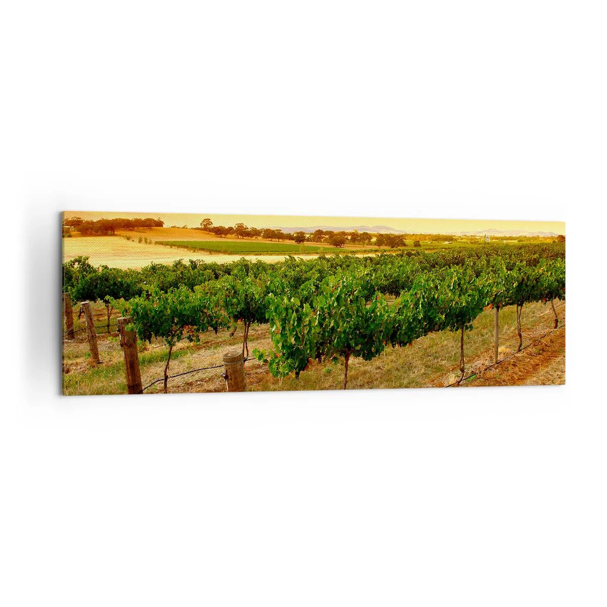 Cuadro sobre lienzo - Impresión de Imagen - Vides en una plantación al atardecer dorado - 160x50cm - Un trago del sol - Decoración de pared moderna para salón y dormitorio ARTTOR