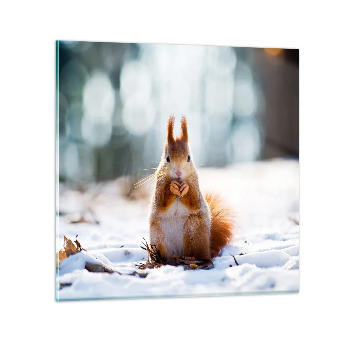 Cuadro sobre vidrio - Impresiones sobre Vidrio - ¿Qué estás mirando? - 70x70 cm