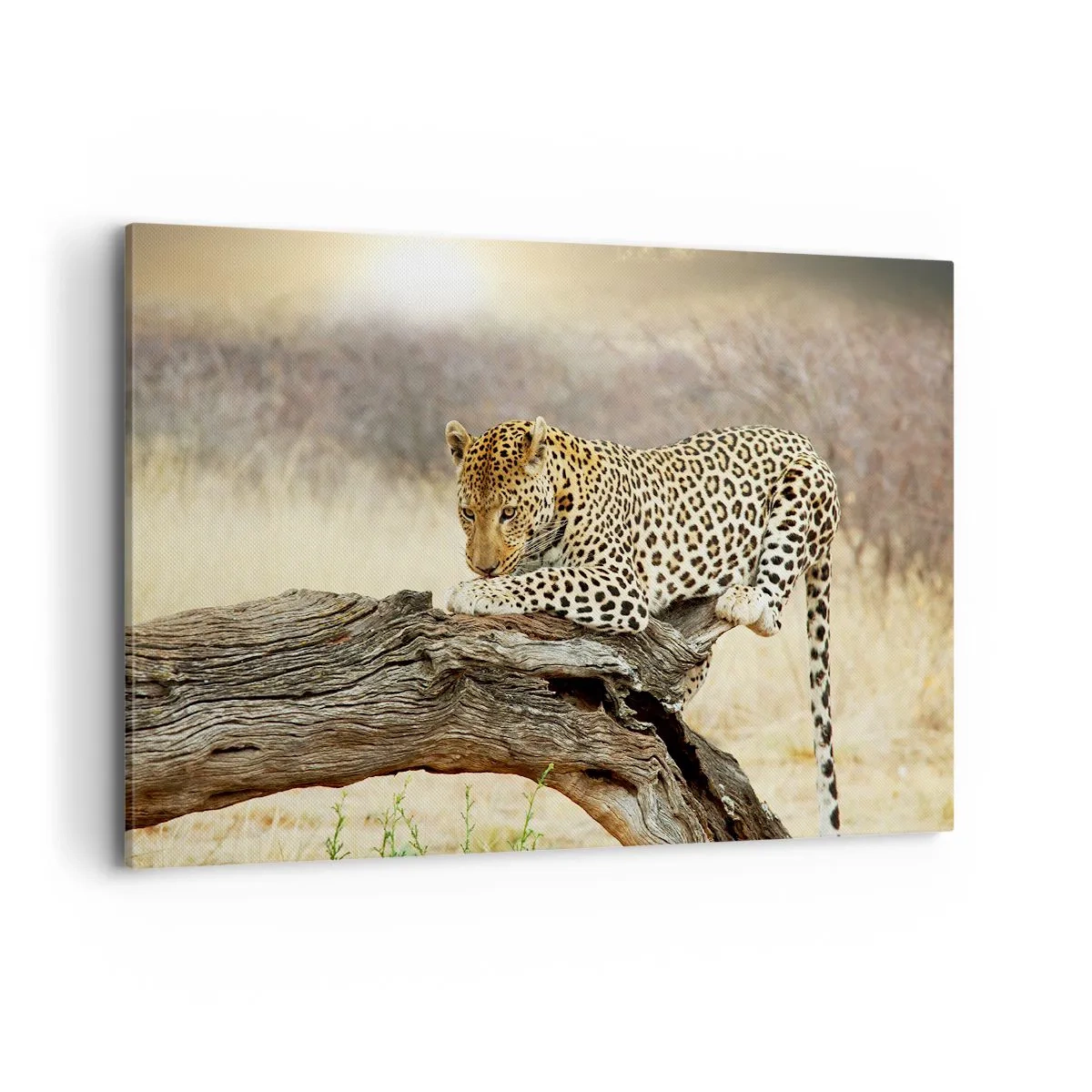 Cuadro sobre lienzo - Impresión de Imagen - Un leopardo descansando en el tronco de un árbol en la sabana. - 120x80cm - Voy por mi cuenta - Decoración de pared moderna para salón y dormitorio ARTTOR