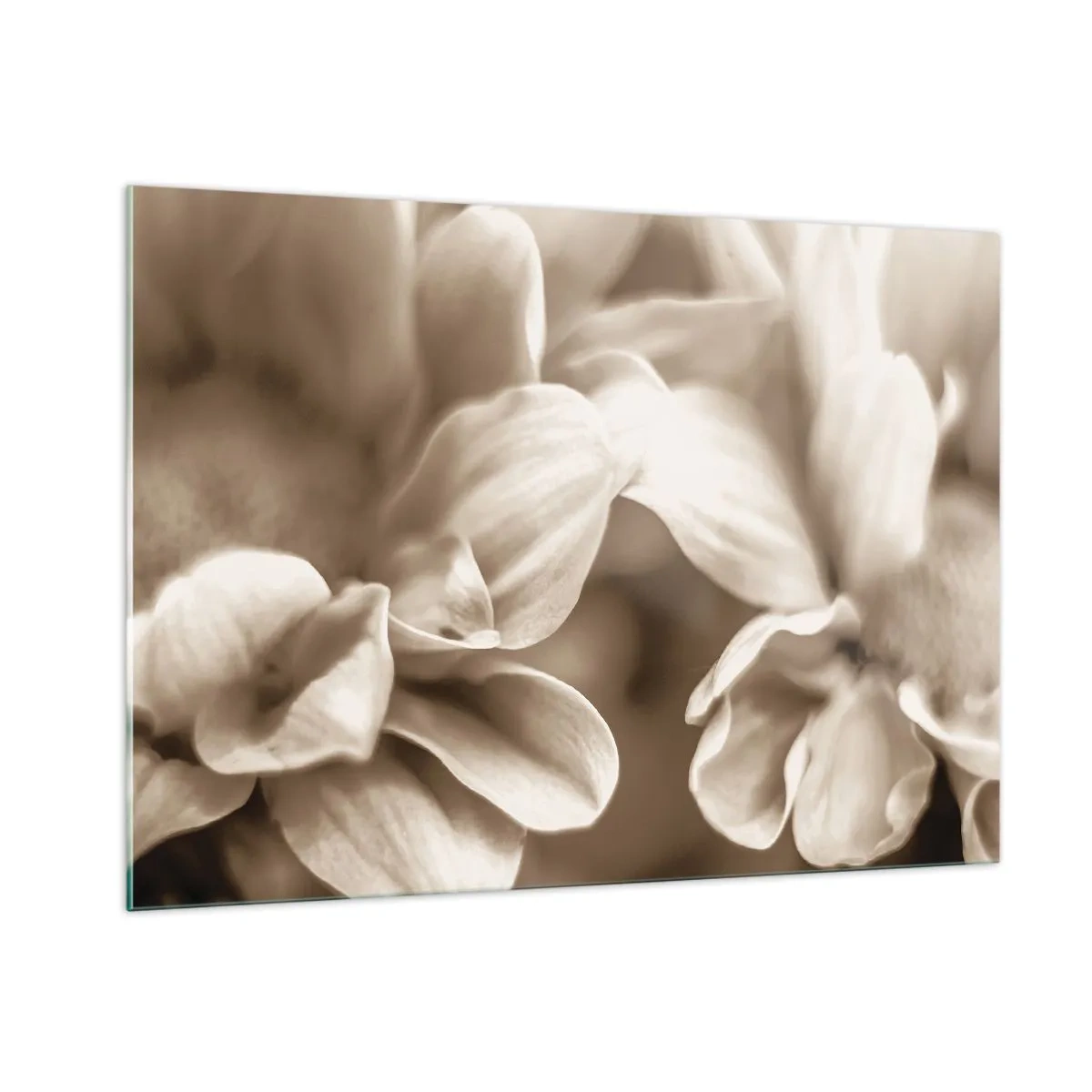 Cuadro sobre vidrio - Impresiones sobre Vidrio - Fotografía macro de pétalos de flores claras en sepia. - 100x70cm - Suave como una sonrisa - Decoración de pared moderna para salón y dormitorio ARTTOR