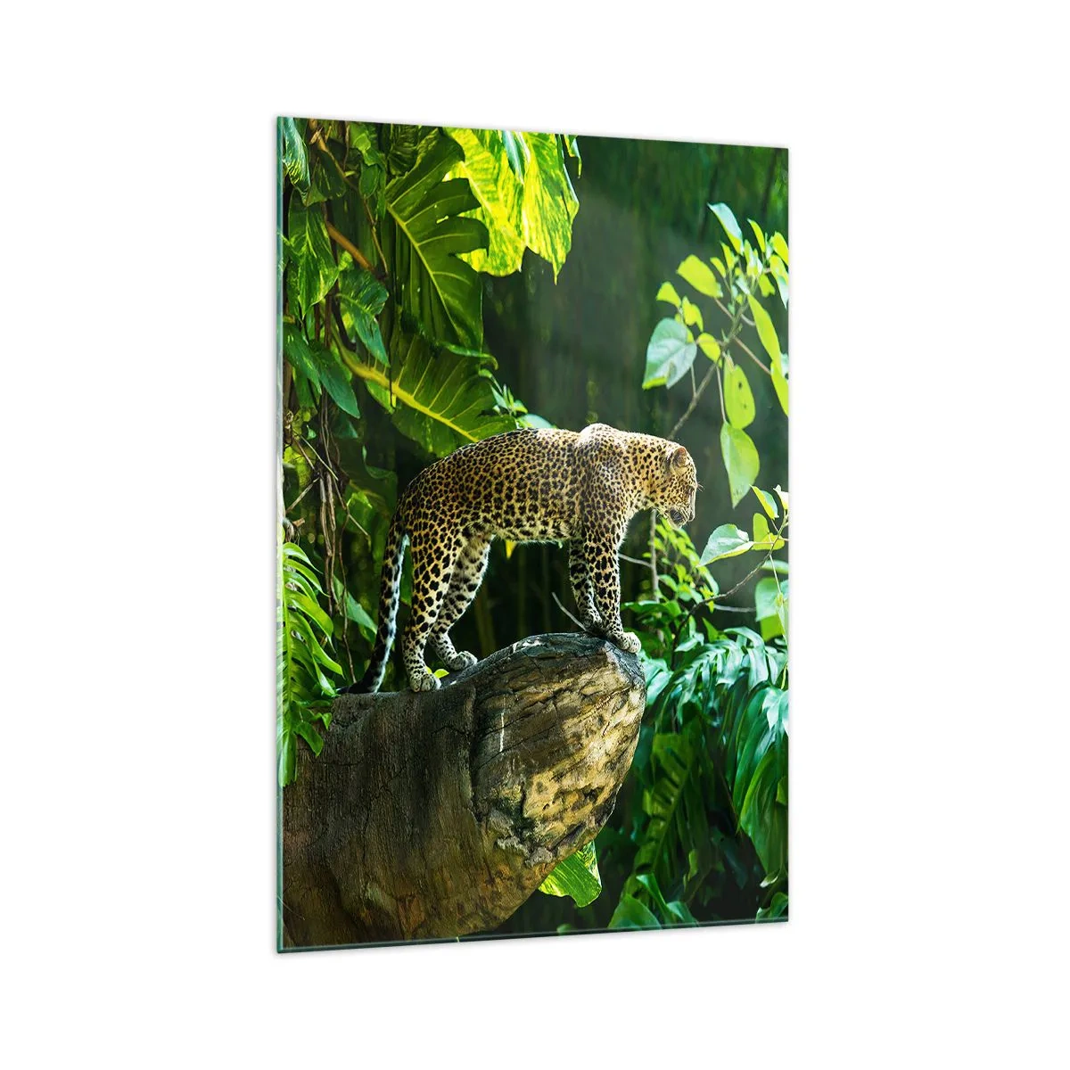 Cuadro sobre vidrio - Impresiones sobre Vidrio - Un leopardo de pie sobre una roca rodeado de vegetación tropical. - 70x100cm - ¿A la caza? - Decoración de pared moderna para salón y dormitorio ARTTOR