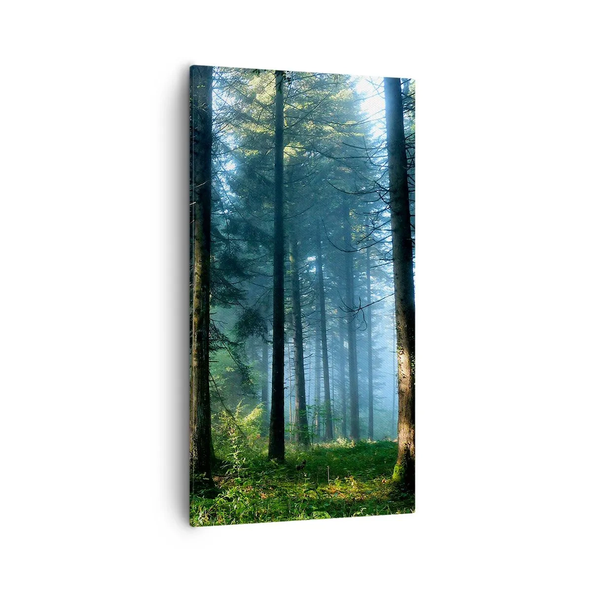 Cuadro sobre lienzo - Impresión de Imagen - Radiante por la mañana - 55x100 cm