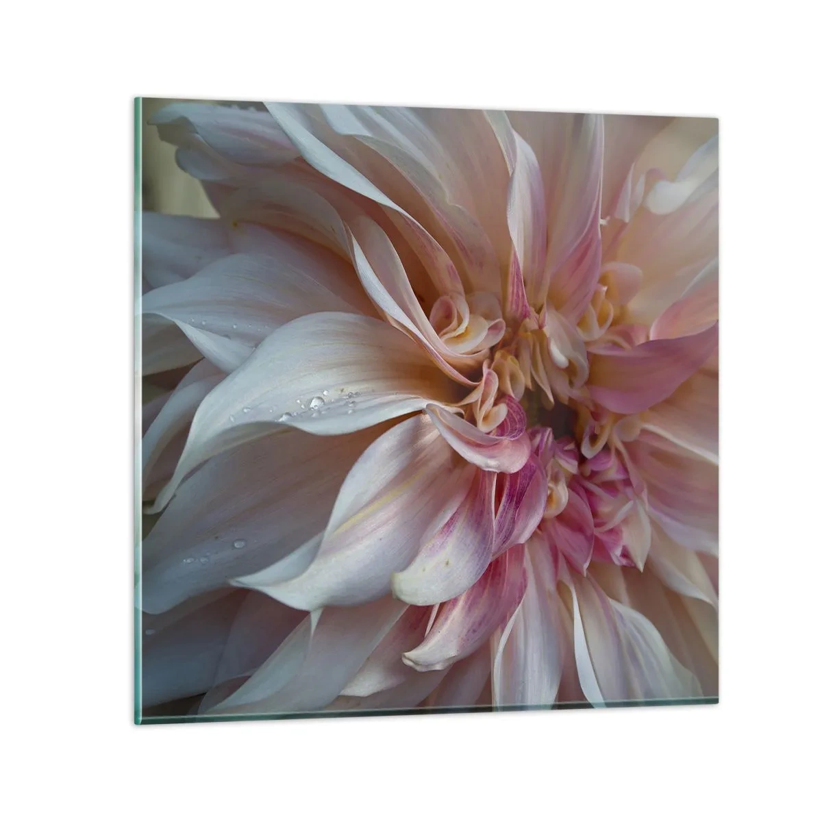 Cuadro sobre vidrio - Impresiones sobre Vidrio - Frescura floreciente - 30x30 cm