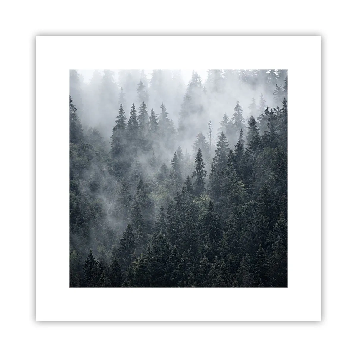 Póster - Amanecer en el bosque - 30x30 cm
