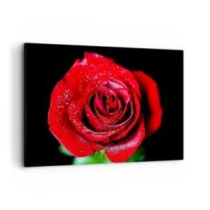 Cuadro sobre lienzo - Impresión de Imagen - Una rosa roja cubierta de gotas de rocío sobre un fondo negro. - 120x80cm - Eso es el amor - Decoración de pared moderna para salón y dormitorio ARTTOR