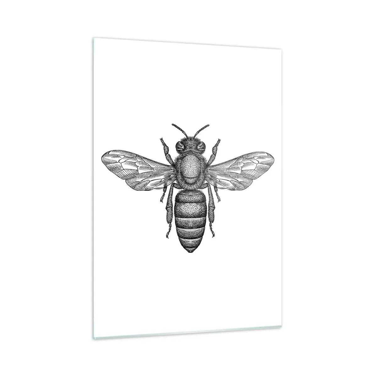 Cuadro sobre vidrio - Impresiones sobre Vidrio - Ilustración detallada de una abeja retro sobre un fondo blanco. - 50x70cm - Retrato de insecto - Decoración de pared moderna para salón y dormitorio ARTTOR