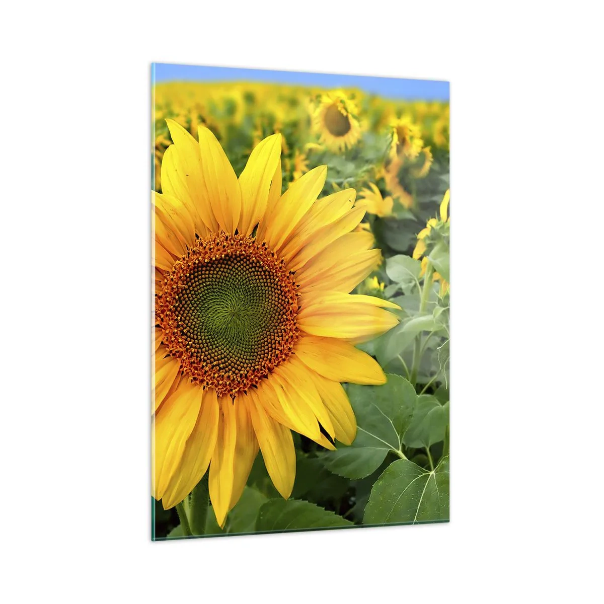 Cuadro sobre vidrio - Impresiones sobre Vidrio - Un campo de girasoles en plena floración bajo un cielo azul. - 50x70cm - Cientos de soles estallan - Decoración de pared moderna para salón y dormitorio ARTTOR