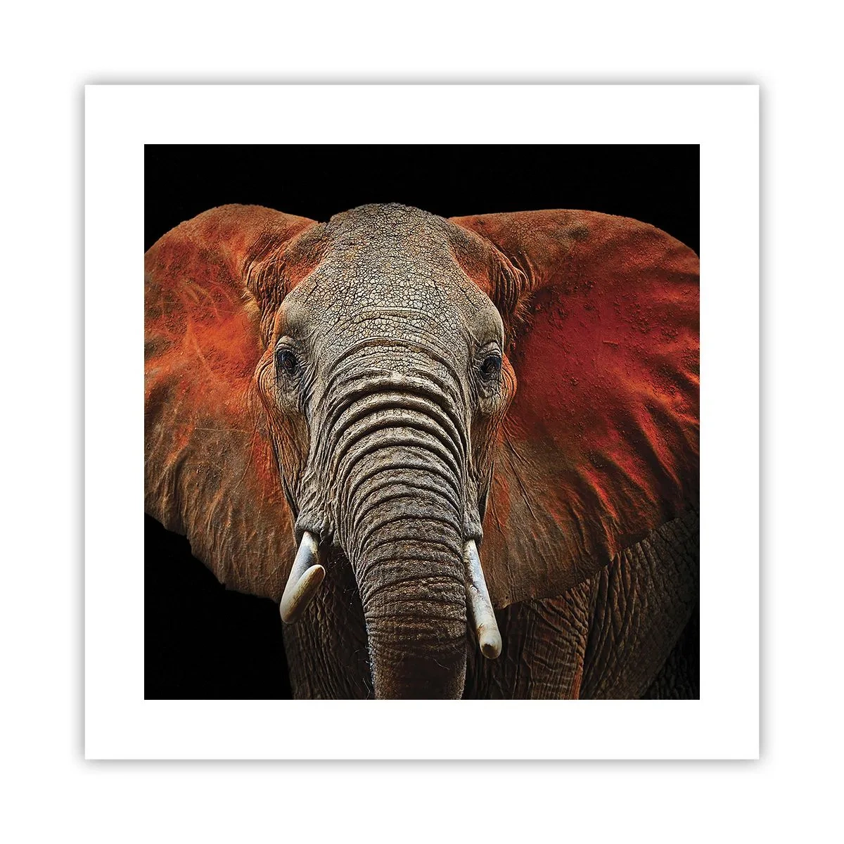 Póster - Soy salvaje, ¿y tú? - 40x40 cm