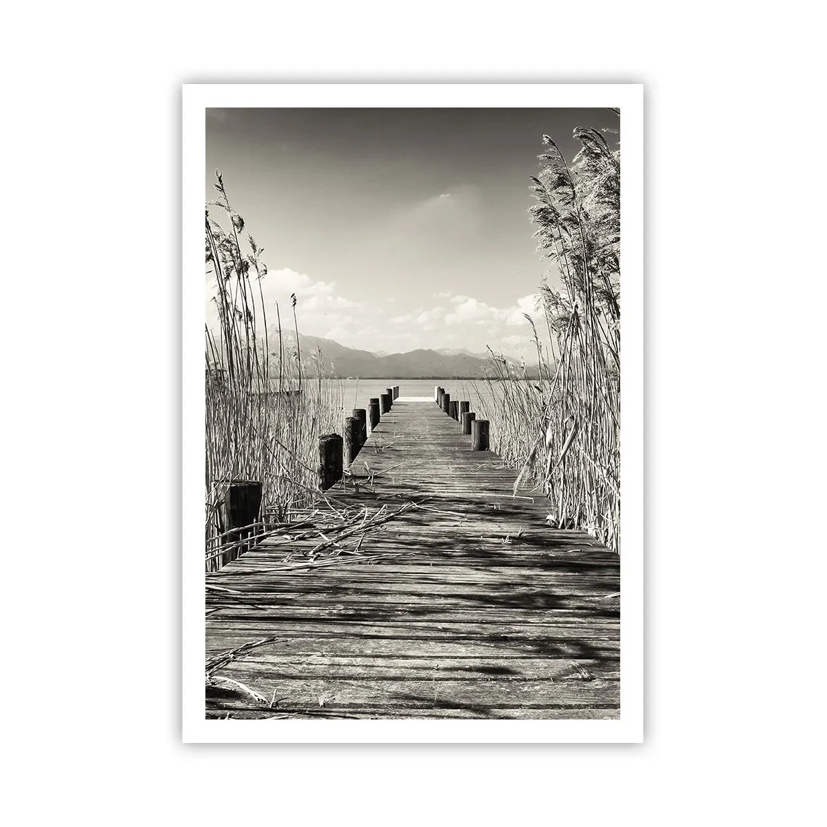 Póster - En la quietud de los juncos - 70x100 cm