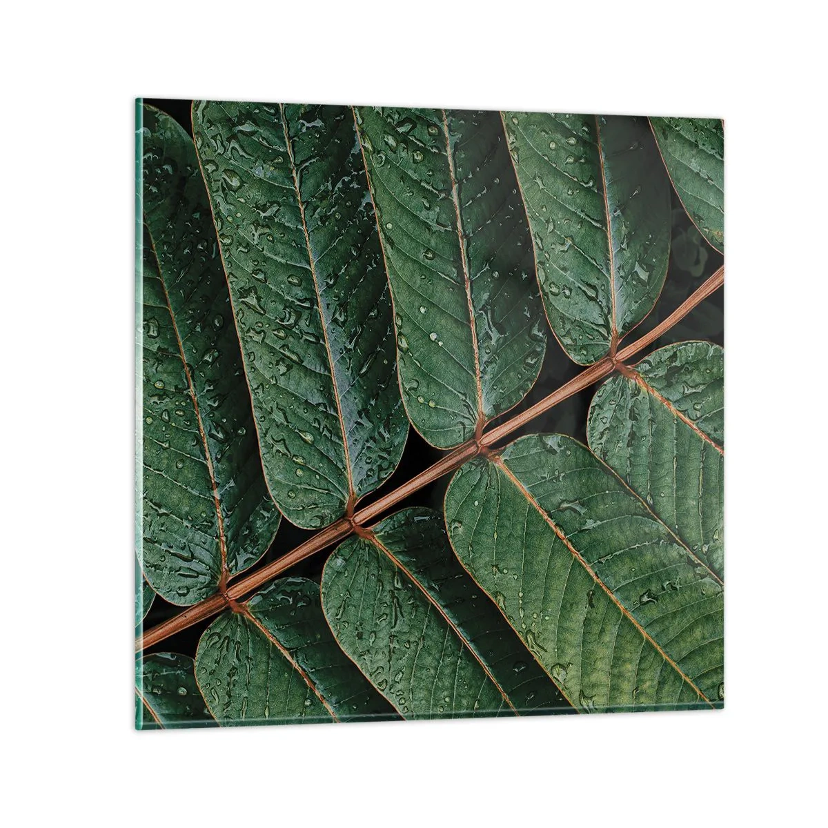 Cuadro sobre vidrio - Impresiones sobre Vidrio - En un ritmo verde - 70x70 cm