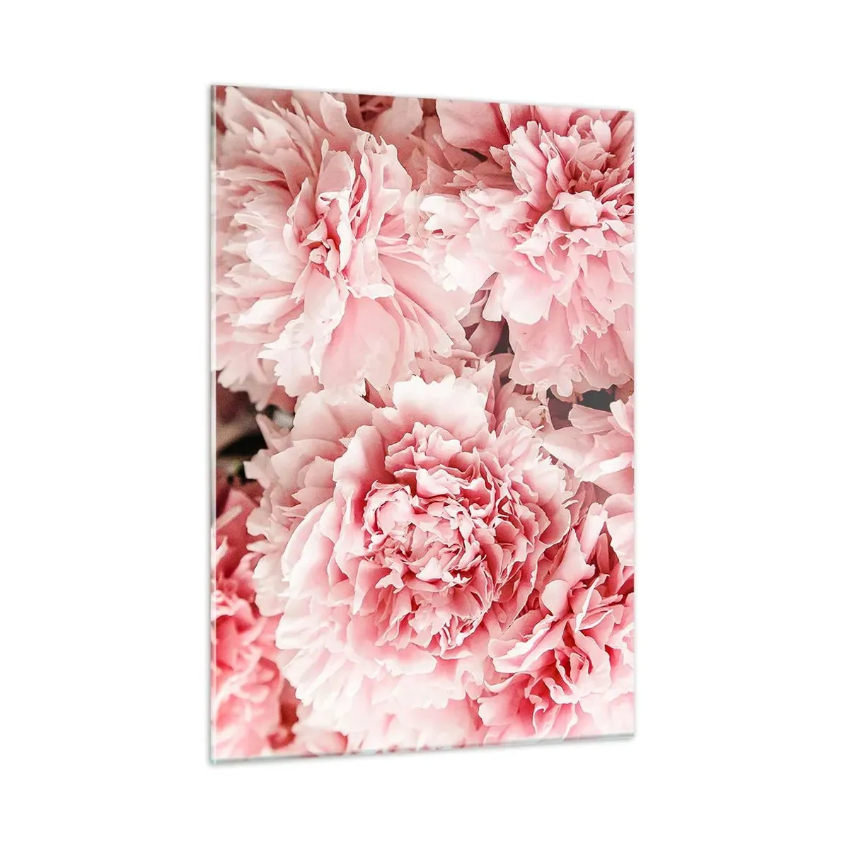 Cuadro sobre vidrio - Impresiones sobre Vidrio - Primer plano de peonías rosas en plena floración. - 50x70cm - Sueño rosa - Decoración de pared moderna para salón y dormitorio ARTTOR