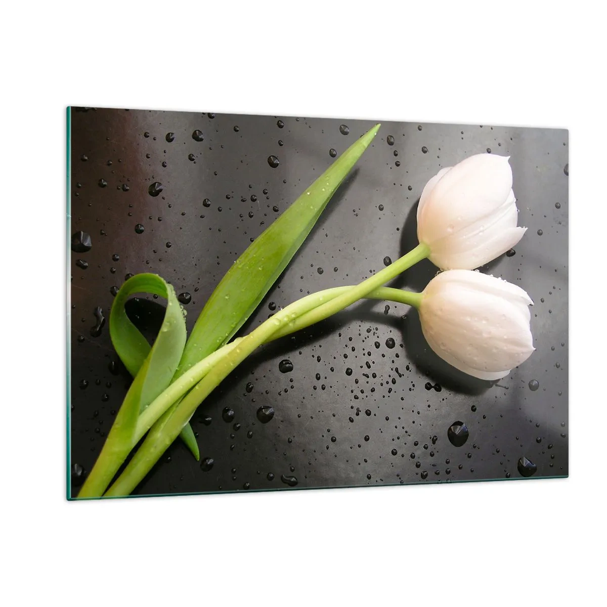 Cuadro sobre vidrio - Impresiones sobre Vidrio - Tulipanes blancos sobre un fondo con gotas de agua. - 120x80cm - Primavera - Decoración de pared moderna para salón y dormitorio ARTTOR