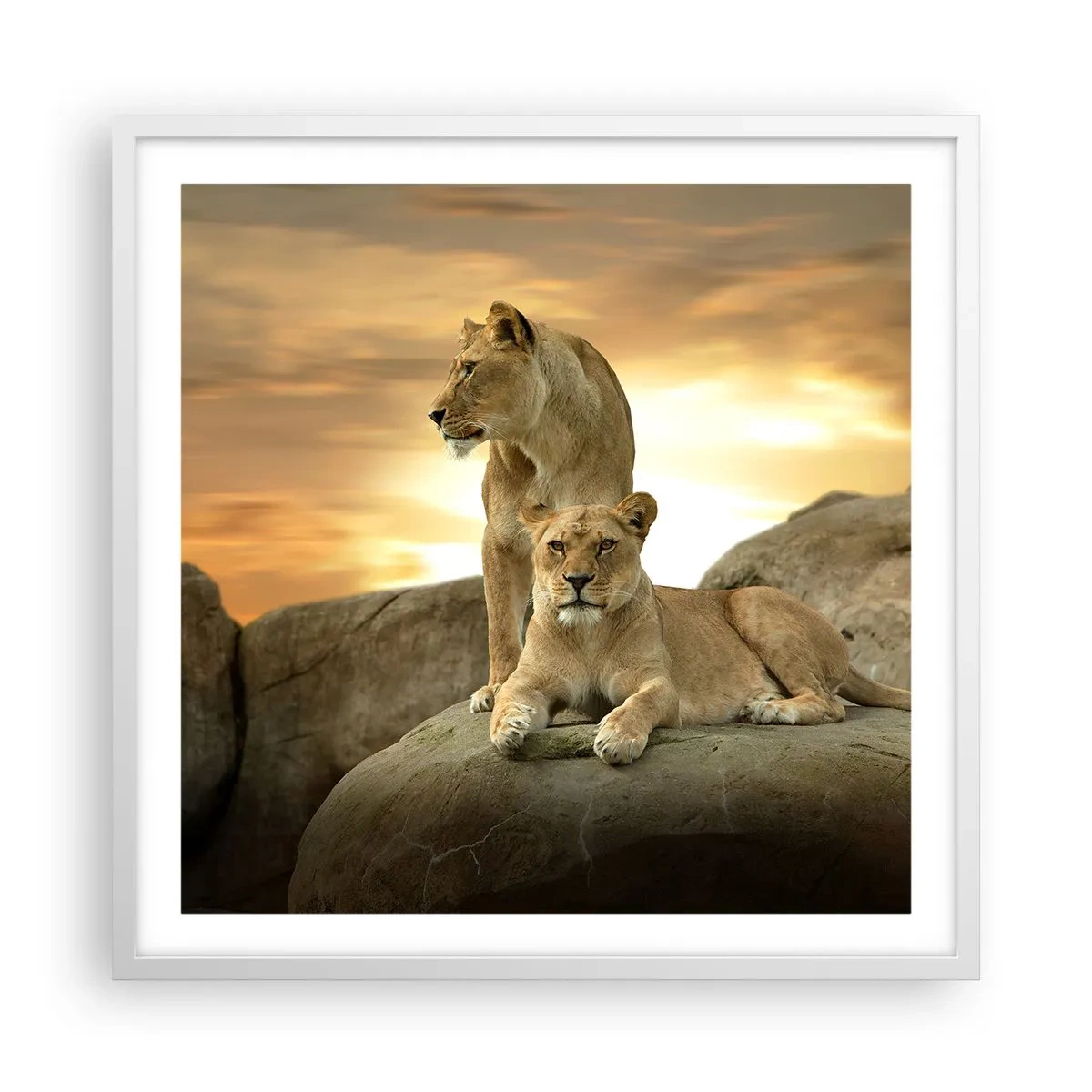 Póster en marco blanco - Majestuosidad real - 60x60 cm