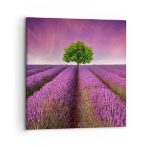 Cuadro sobre lienzo - Impresión de Imagen - En los campos de lavanda - 70x70 cm