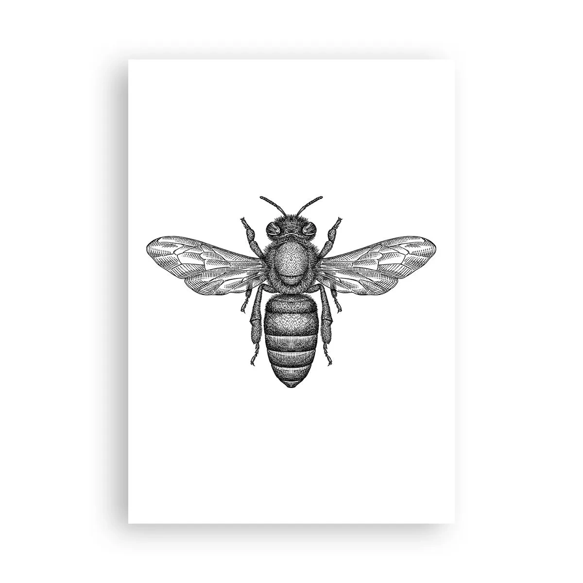 Póster - Retrato de insecto - 70x100 cm