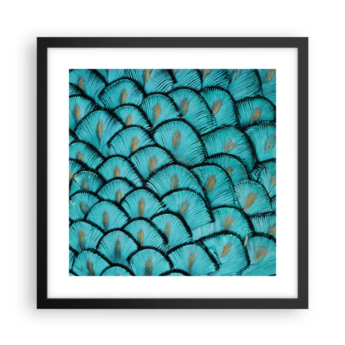 Póster en marco negro - La gran gala de las plumas - 40x40 cm