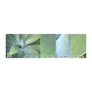 Muestra De Fotomural Standard Eco - El nacimiento del verde - Suculento, Agave, Botánica - 100x30 cm