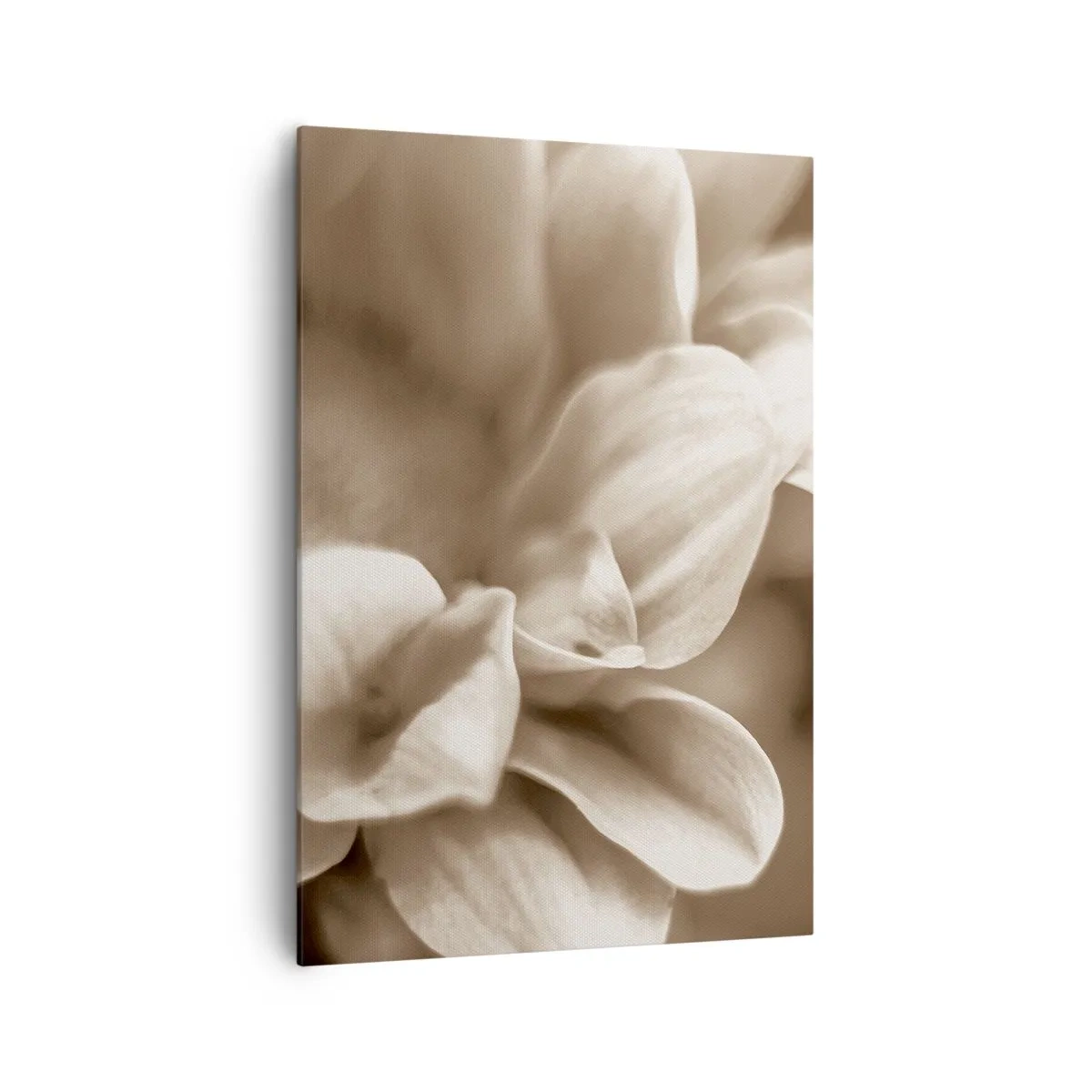 Cuadro sobre lienzo - Impresión de Imagen - Primer plano de flores en un delicado tono sepia con contornos suaves. - 70x100cm - Suave como una sonrisa - Decoración de pared moderna para salón y dormitorio ARTTOR