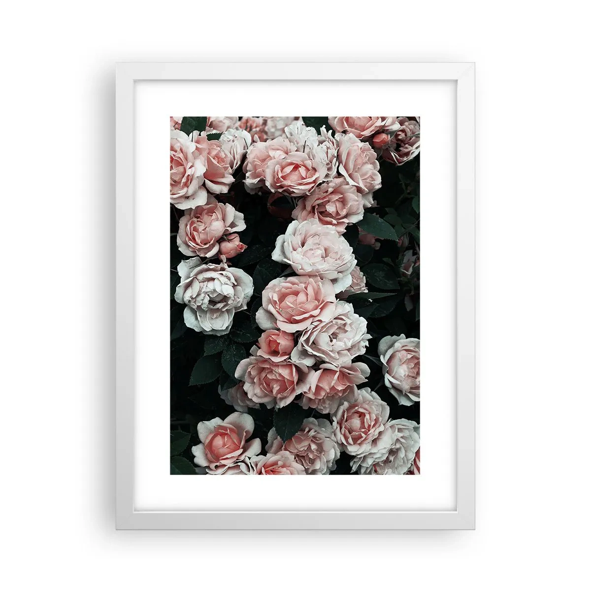 Póster en marco blanco - Conjunto de rosas - 30x40 cm