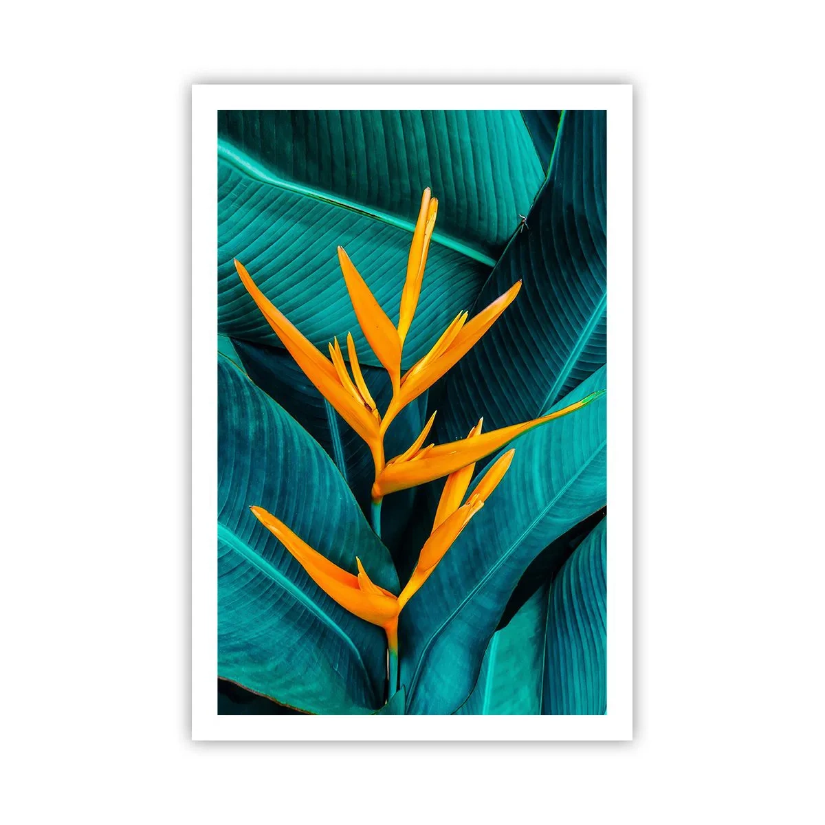 Póster - Flor del Edén - 61x91 cm