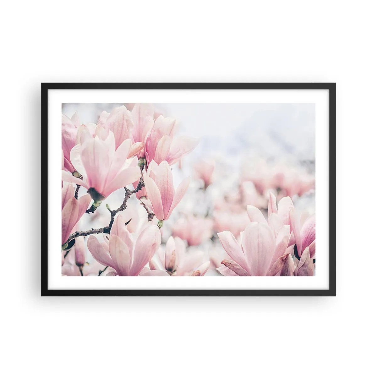 Póster en marco negro - Sutiles flores de magnolia en delicados tonos rosados. - 70x50cm - La perfección de la sutileza - Decoración de pared moderna para salón y dormitorio ARTTOR
