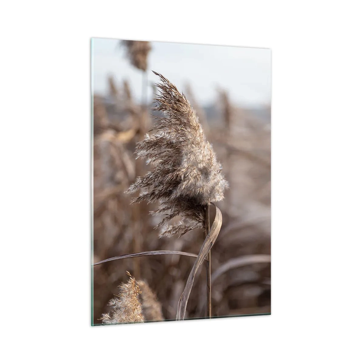 Cuadro sobre vidrio - Impresiones sobre Vidrio - Primer plano de hierba seca meciéndose con el viento - 50x70cm - Es hora de volar con el viento - Decoración de pared moderna para salón y dormitorio ARTTOR