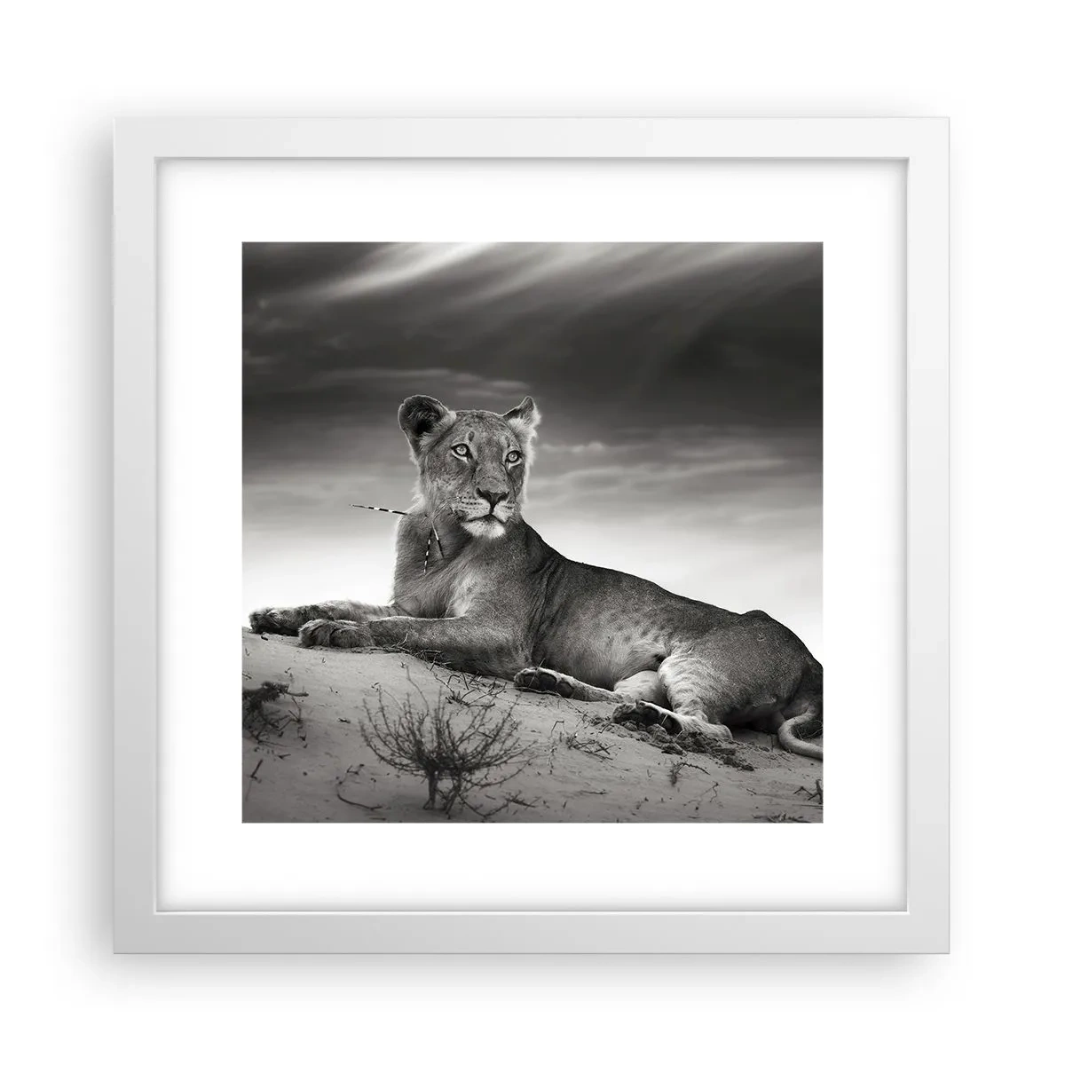 Póster en marco blanco - Descanso de la reina del desierto - 30x30 cm