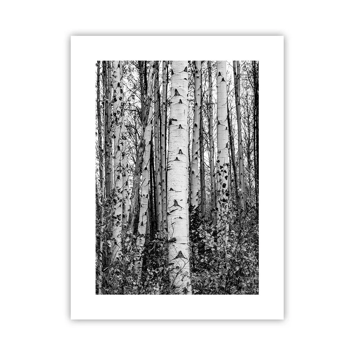 Póster - Columnas de abedules - 30x40 cm