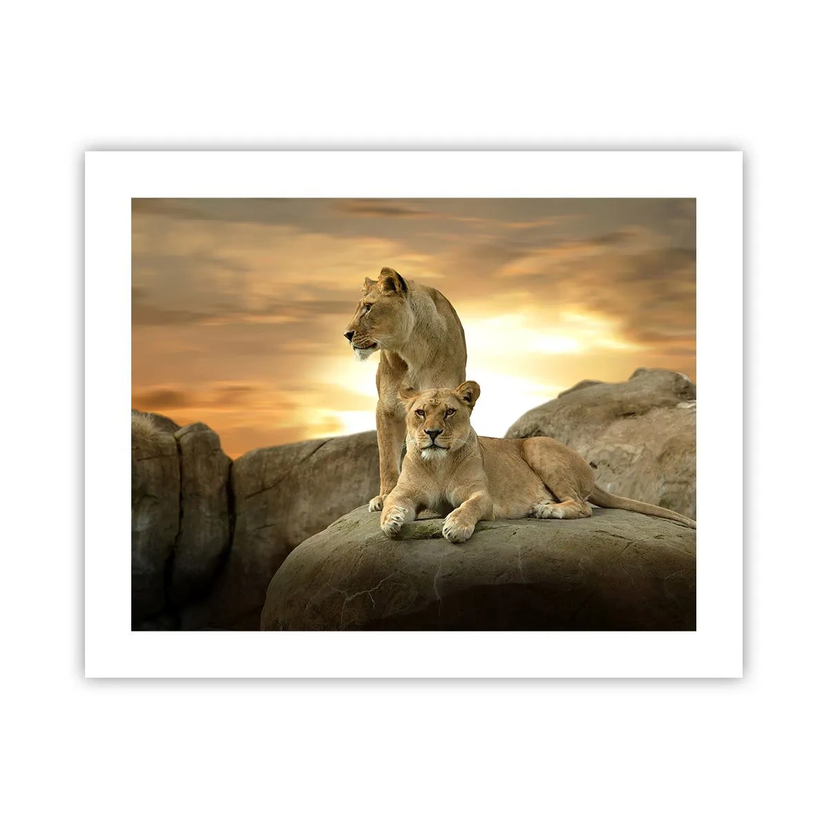 Póster - Majestuosidad real - 50x40 cm