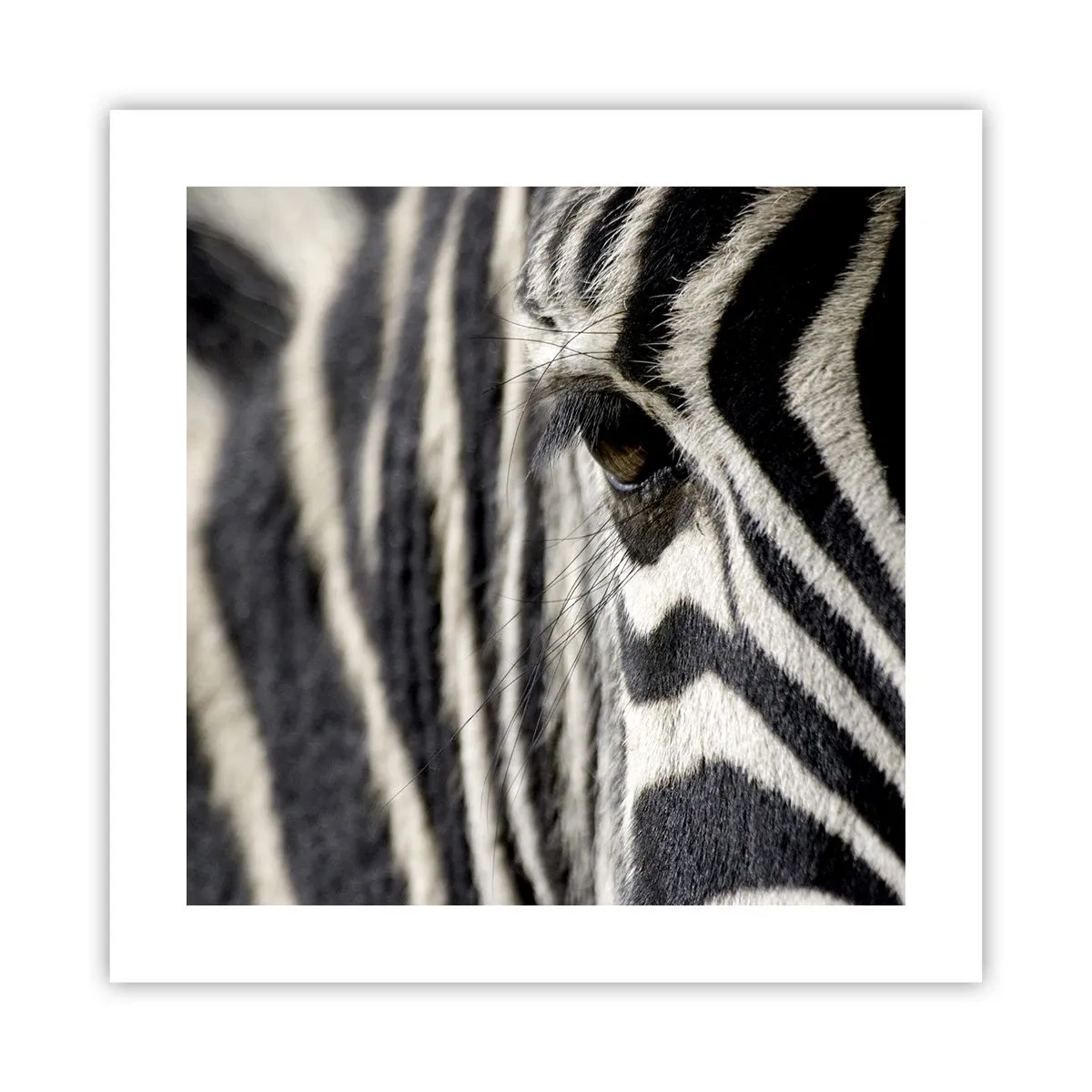 Póster - Retrato a rayas - 40x40 cm