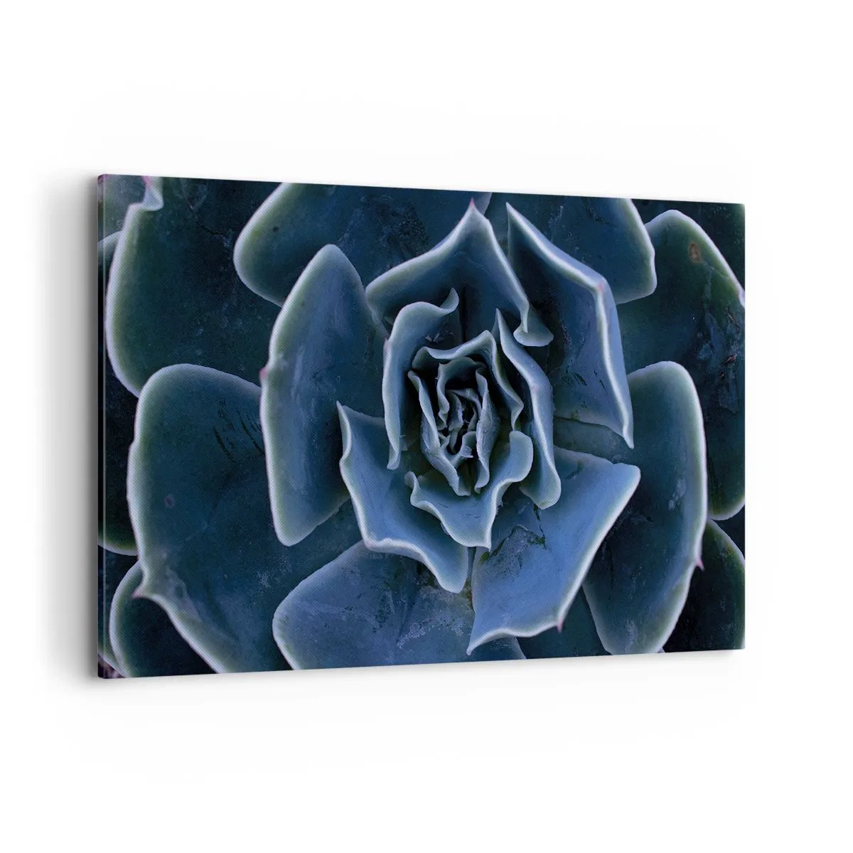 Cuadro sobre lienzo - Impresión de Imagen - Primer plano de una roseta suculenta verde - 120x80cm - Flor del desierto - Decoración de pared moderna para salón y dormitorio ARTTOR