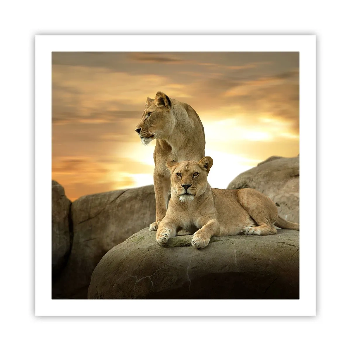 Póster - Majestuosidad real - 60x60 cm