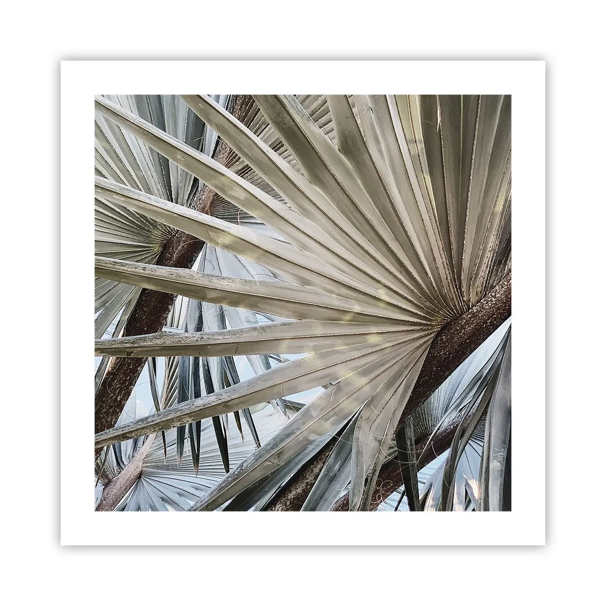 Póster - Abanicos en el trópico - 50x50 cm