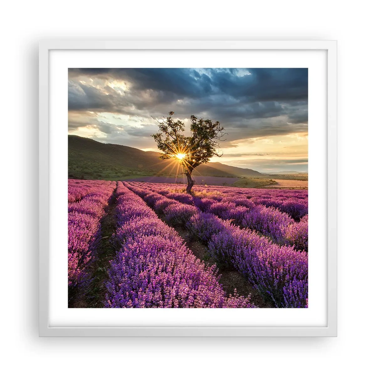 Póster en marco blanco - Aroma en lila - 50x50 cm