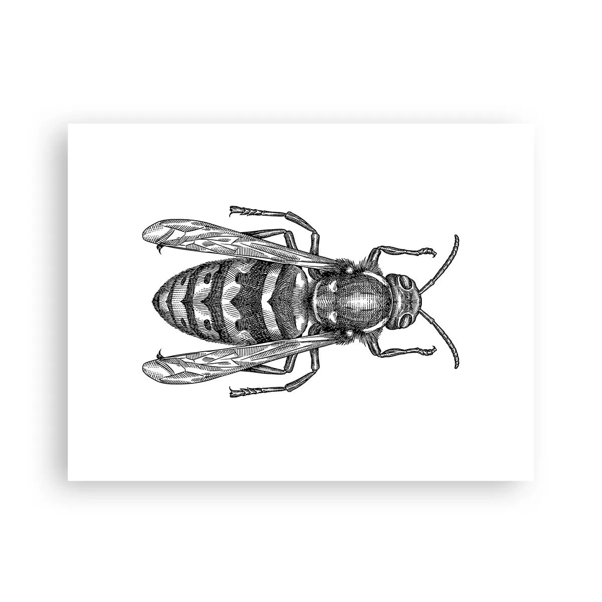 Póster - Desde un planeta de insectos - 40x30 cm