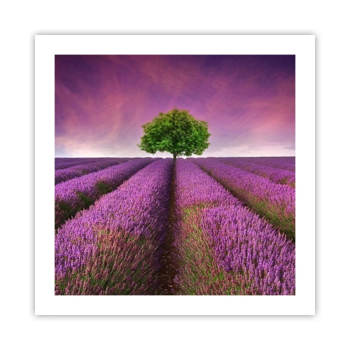 Póster - En los campos de lavanda - 50x50 cm