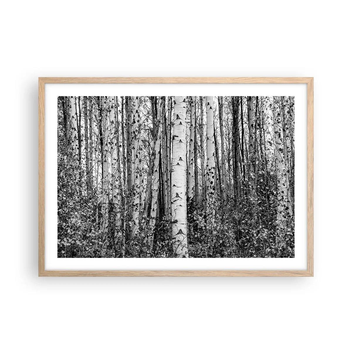 Póster en marco roble claro - Columnas de abedules - 70x50 cm