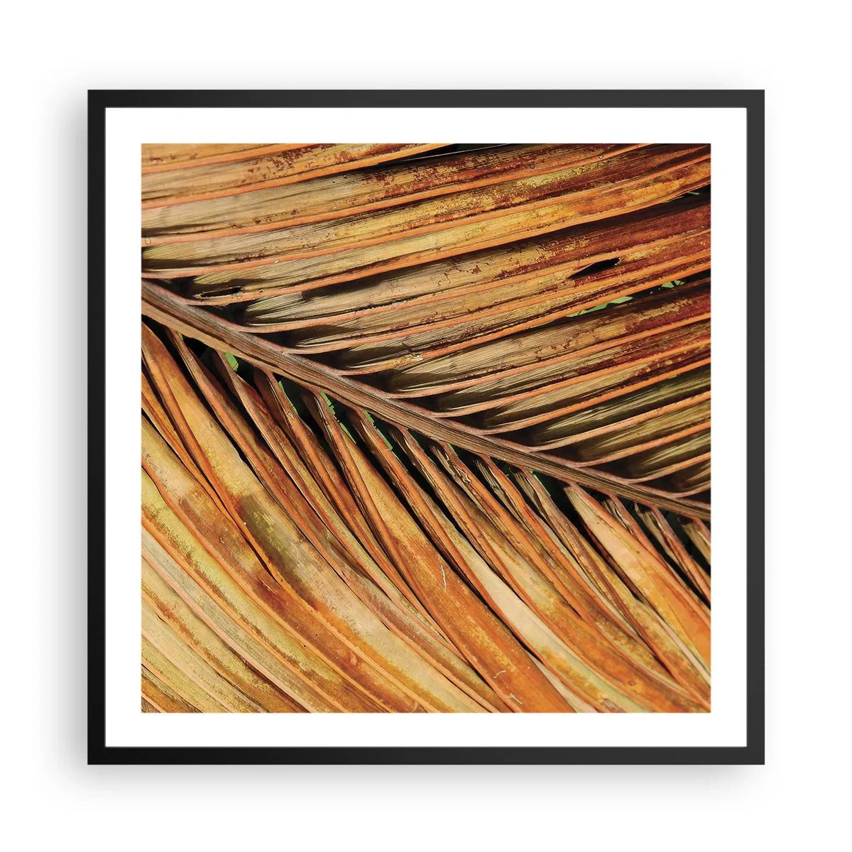 Póster en marco negro - Oro de coco - 60x60 cm