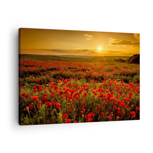 Cuadro sobre lienzo - Impresión de Imagen - Un campo de amapolas rojas bajo el resplandor del sol poniente. - 70x50cm - Entre los campos de flores - Decoración de pared moderna para salón y dormitorio ARTTOR