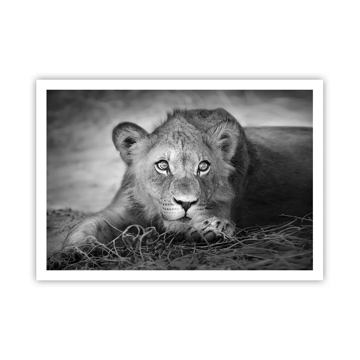 Póster - Retrato monocromático de un león joven acostado - 100x70cm - Un cachorro real - Decoración de pared moderna para salón y dormitorio ARTTOR