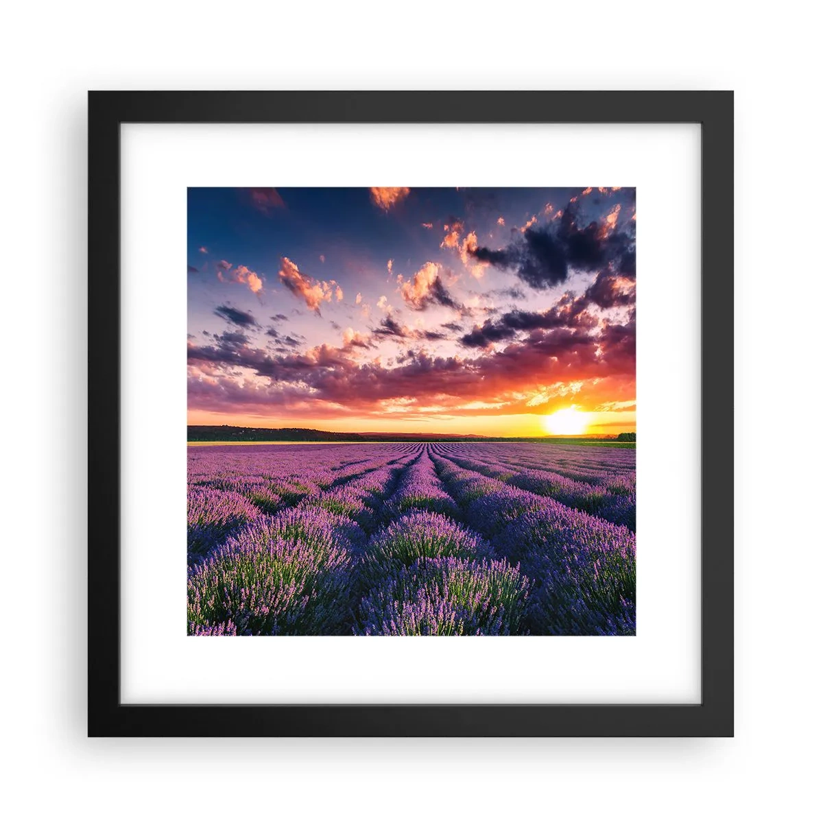 Póster en marco negro - El mundo de la lavanda - 30x30 cm
