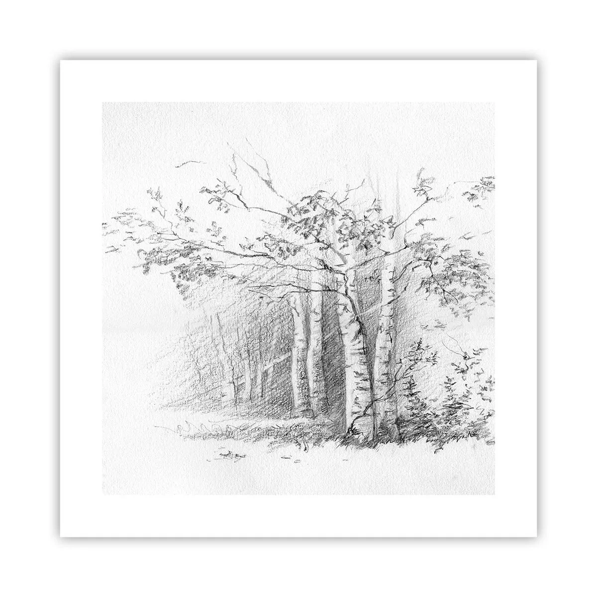 Póster - La luz de un bosque de abedules - 40x40 cm