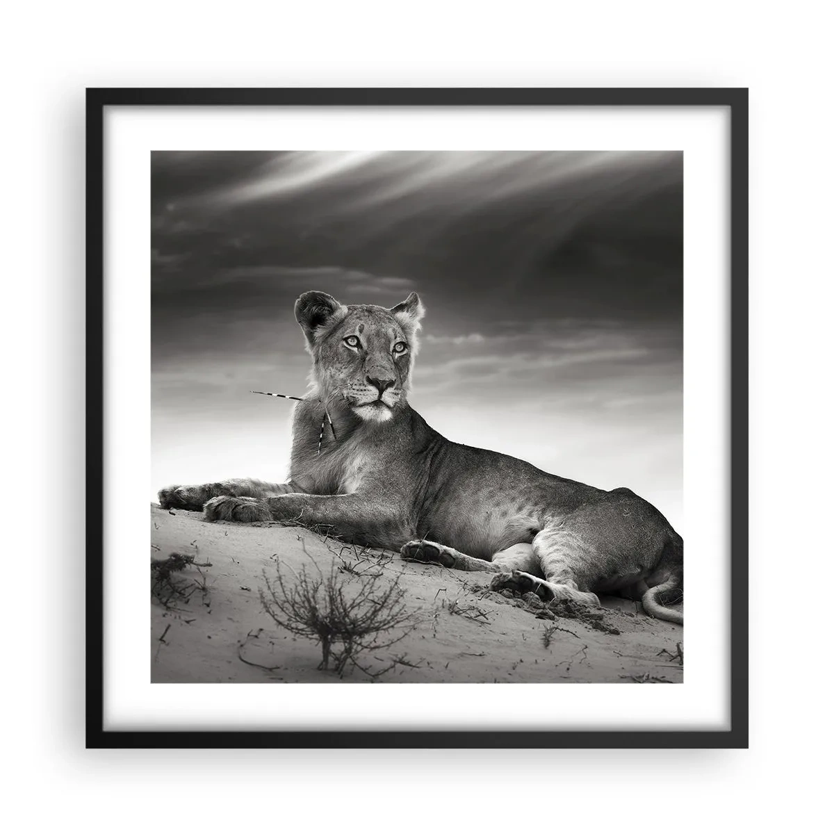 Póster en marco negro - Descanso de la reina del desierto - 50x50 cm