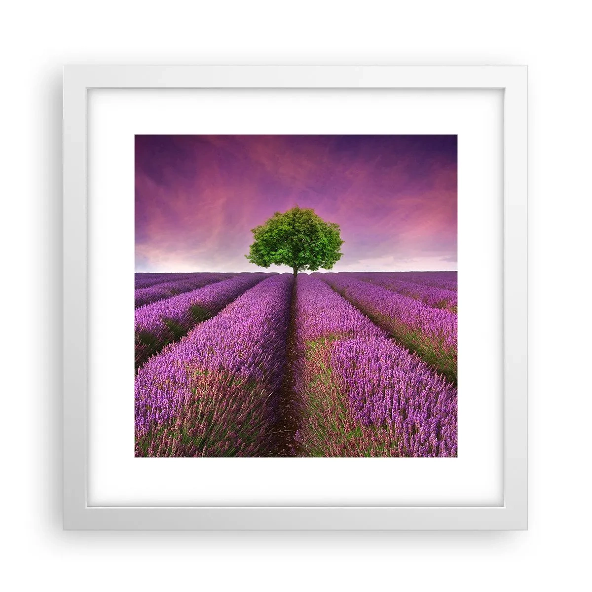 Póster en marco blanco - En los campos de lavanda - 30x30 cm