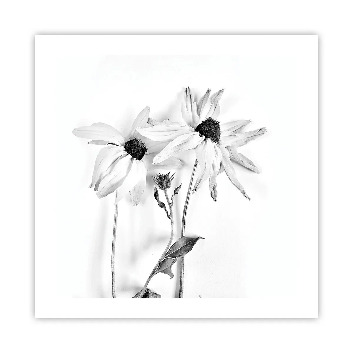 Póster - Nadie quiere estar solo - 50x50 cm