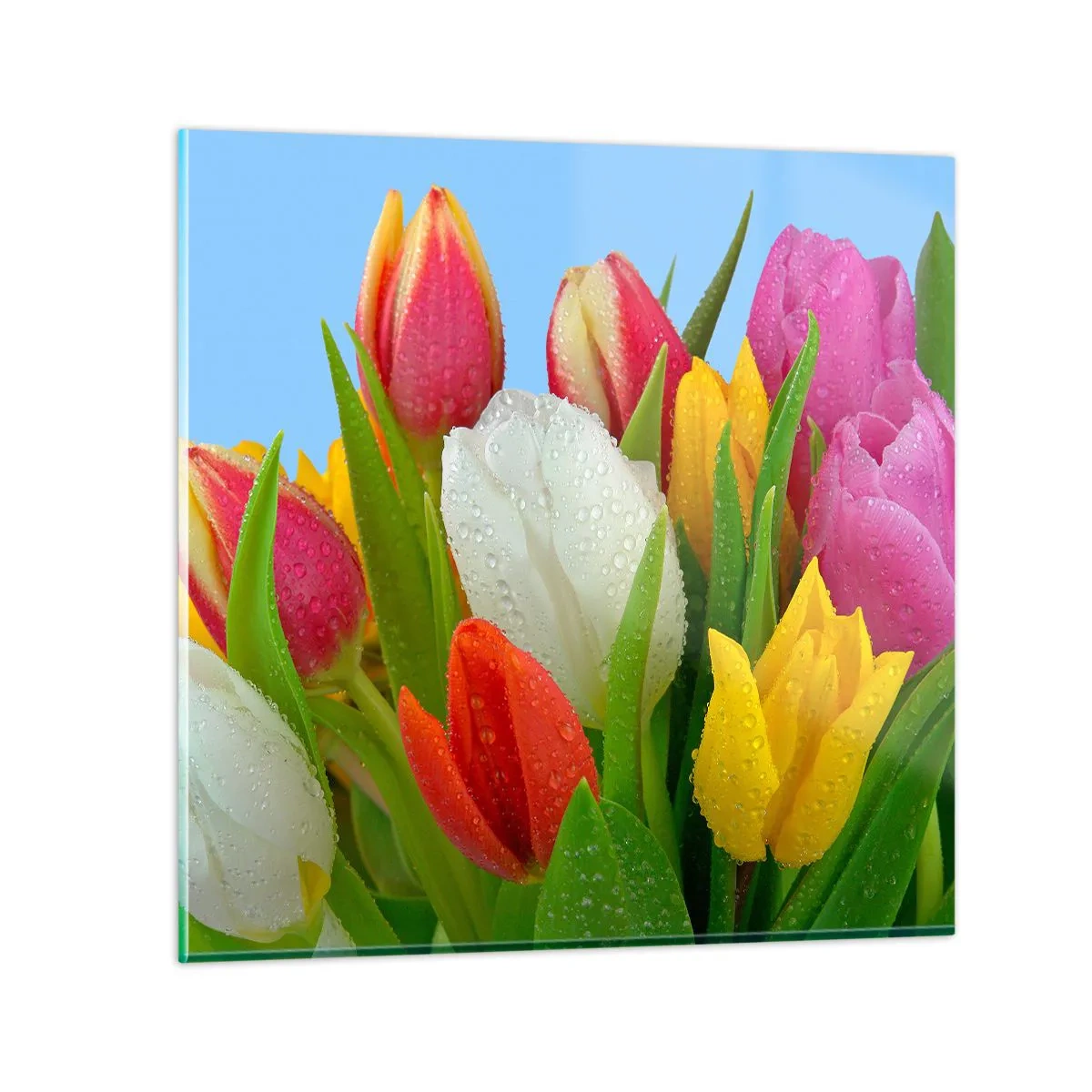 Cuadro sobre vidrio - Impresiones sobre Vidrio - Arco iris floral en gotas de rocío - 60x60 cm